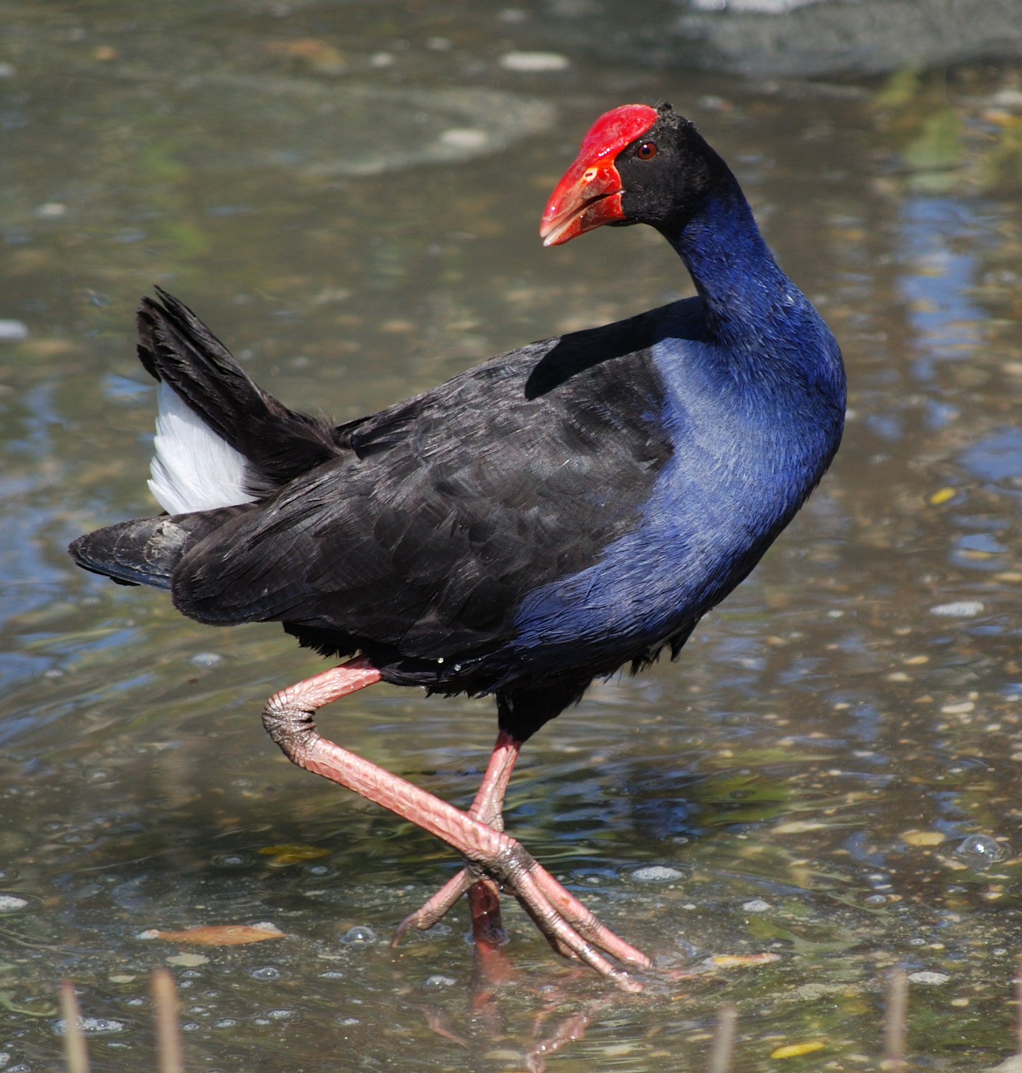 The Ultralight Trail Short - Pukeko